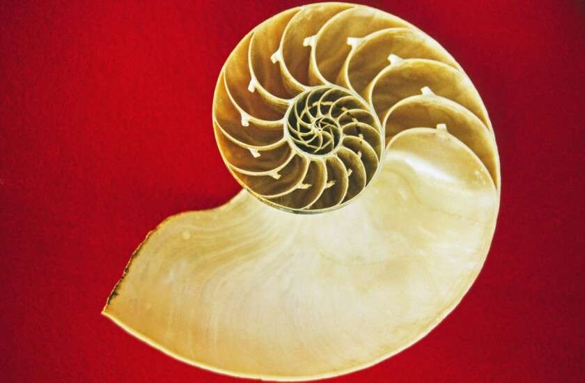 Coupe d'une coquille de Nautile